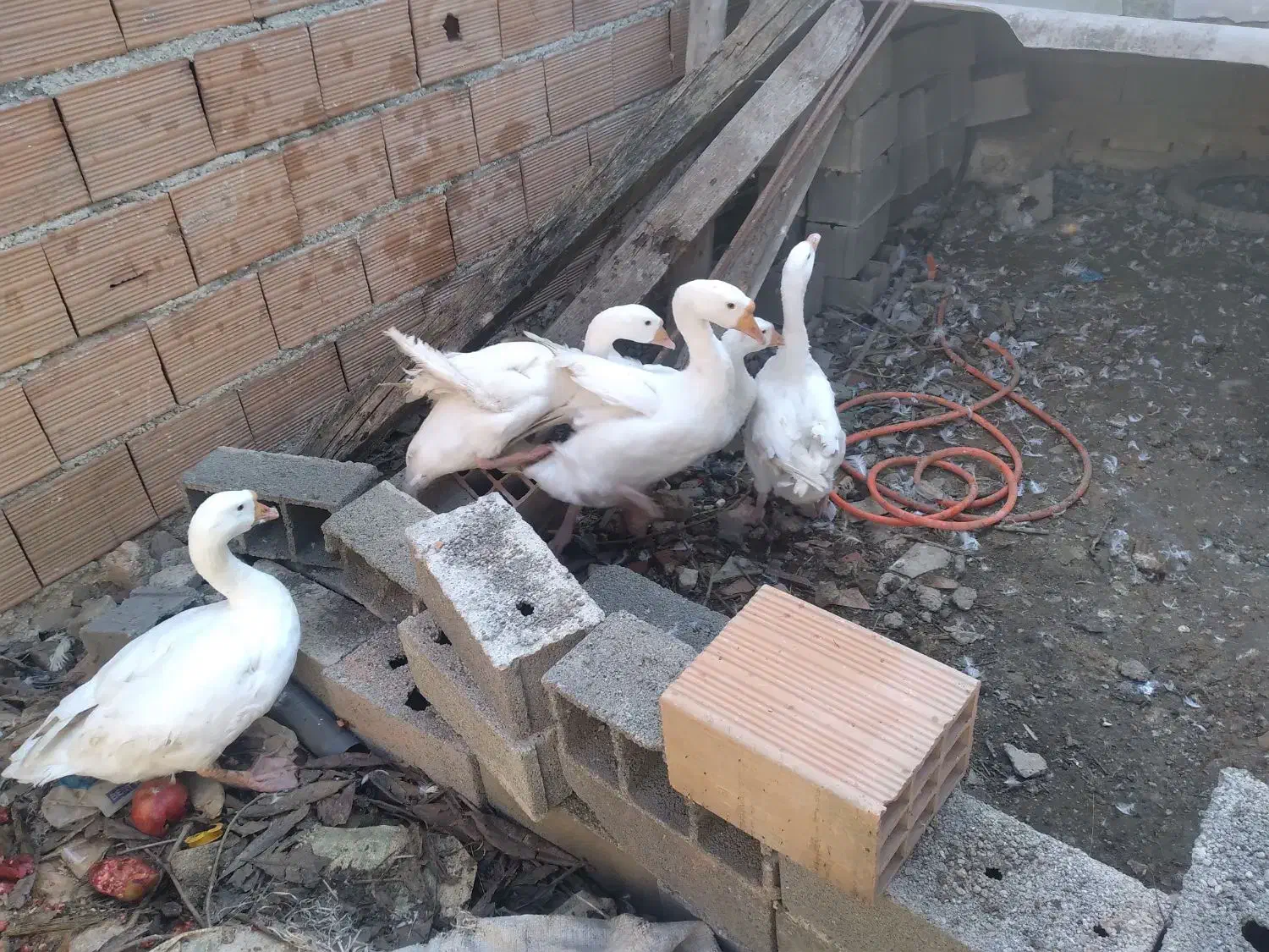 غوغاز دورگه|حیوانات مزرعه|نکا, |دیوار