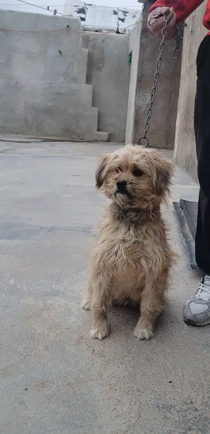 واگذاری سگ|سگ|اسفرورین, |دیوار