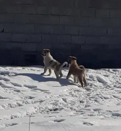 توله پژدر|سگ|مشگین شهر, |دیوار