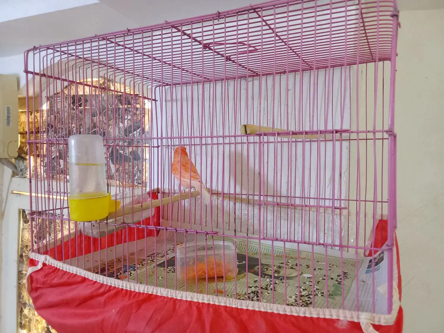 قناری پرتقالی برفی|پرنده|برازجان, |دیوار