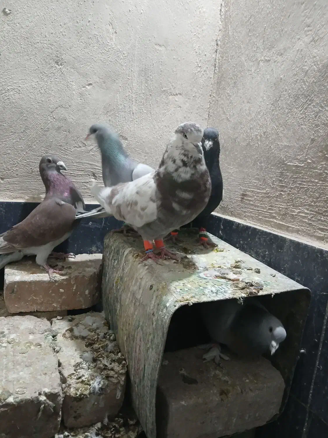 کفتر خوب|پرنده|شیراز, حومه شیراز|دیوار