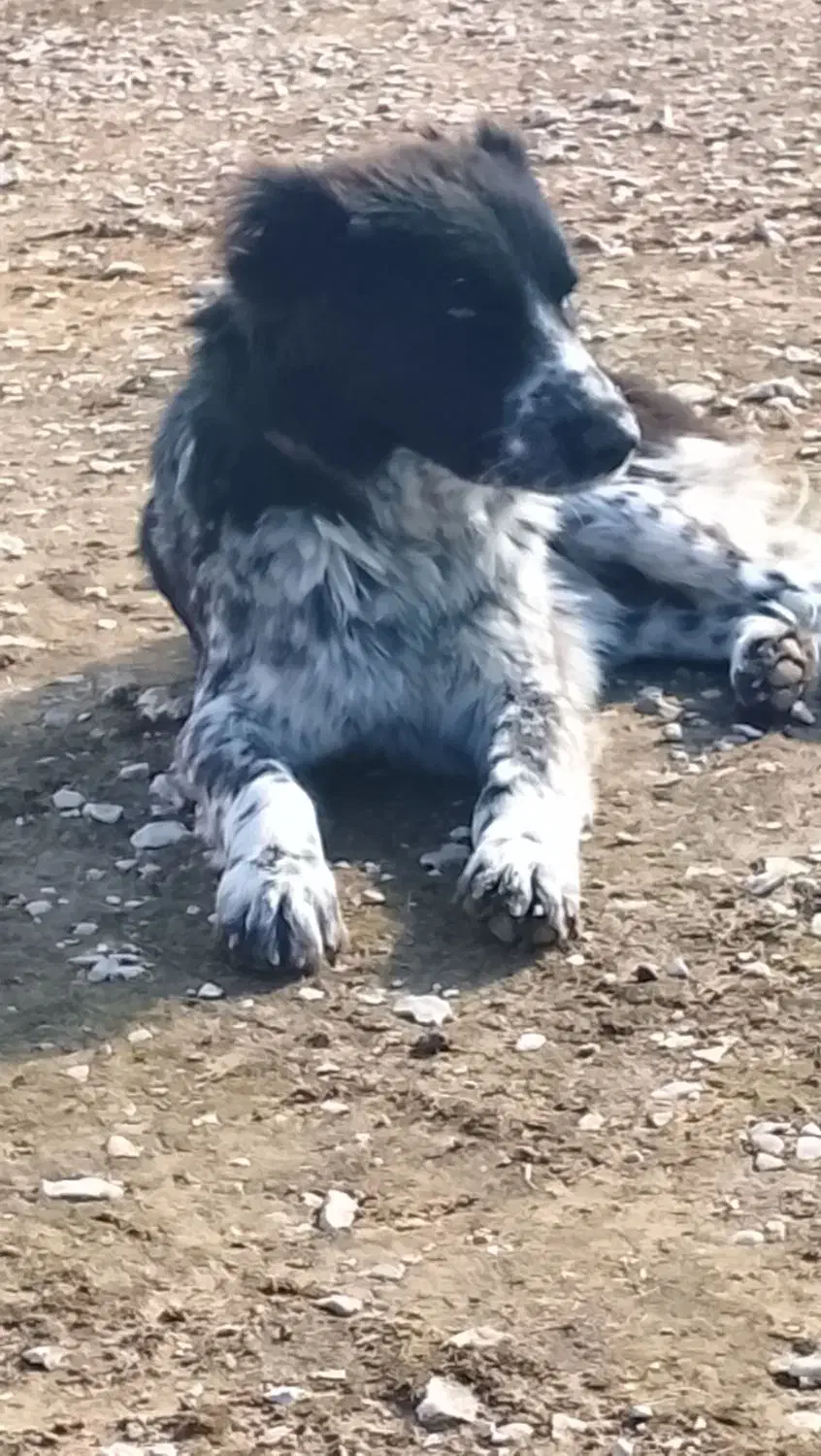 توله قدرجونی|سگ|مسجد سلیمان, |دیوار