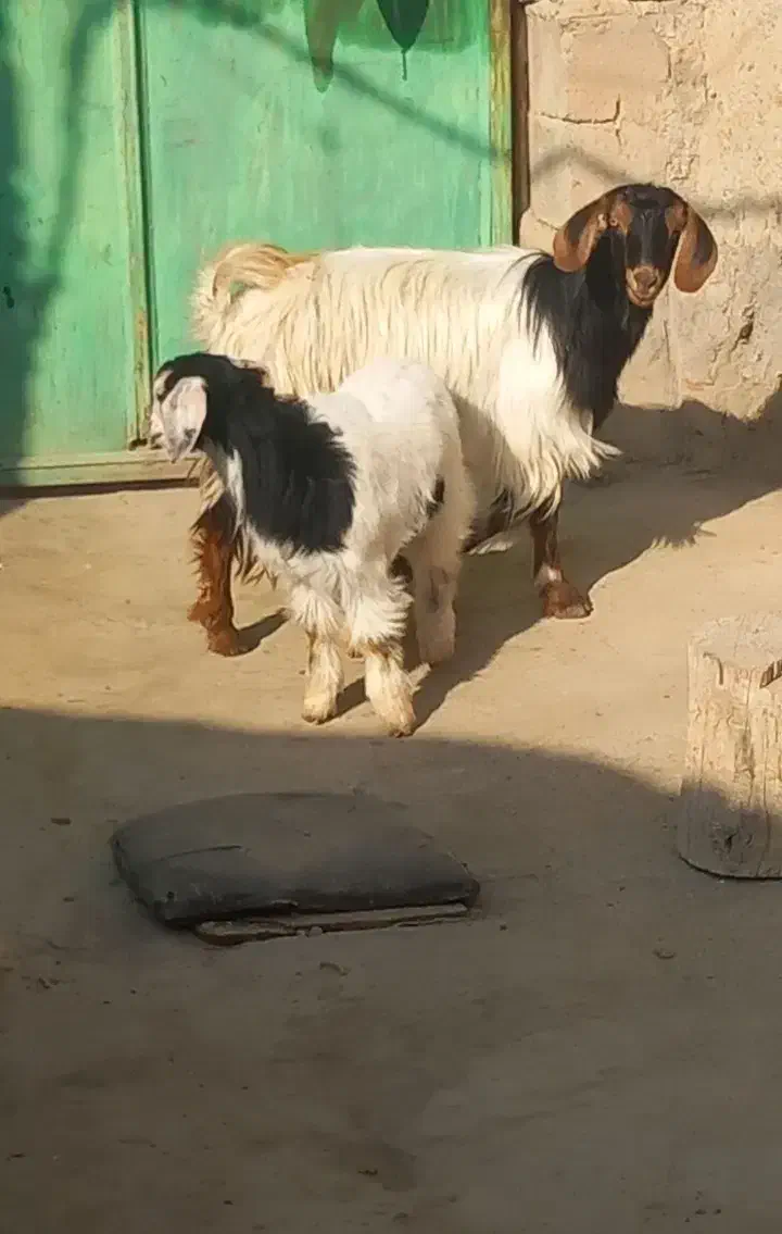 بز همراه بچه|حیوانات مزرعه|میاندوآب, |دیوار