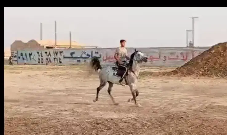 اسب|اسب و تجهیزات اسب‌سواری|تهران, آبشار|دیوار