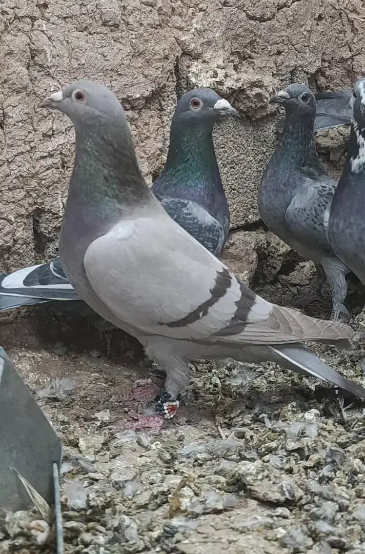 نروماده‌سوسنی پلاکی کفتر‌|پرنده|سیدان, |دیوار