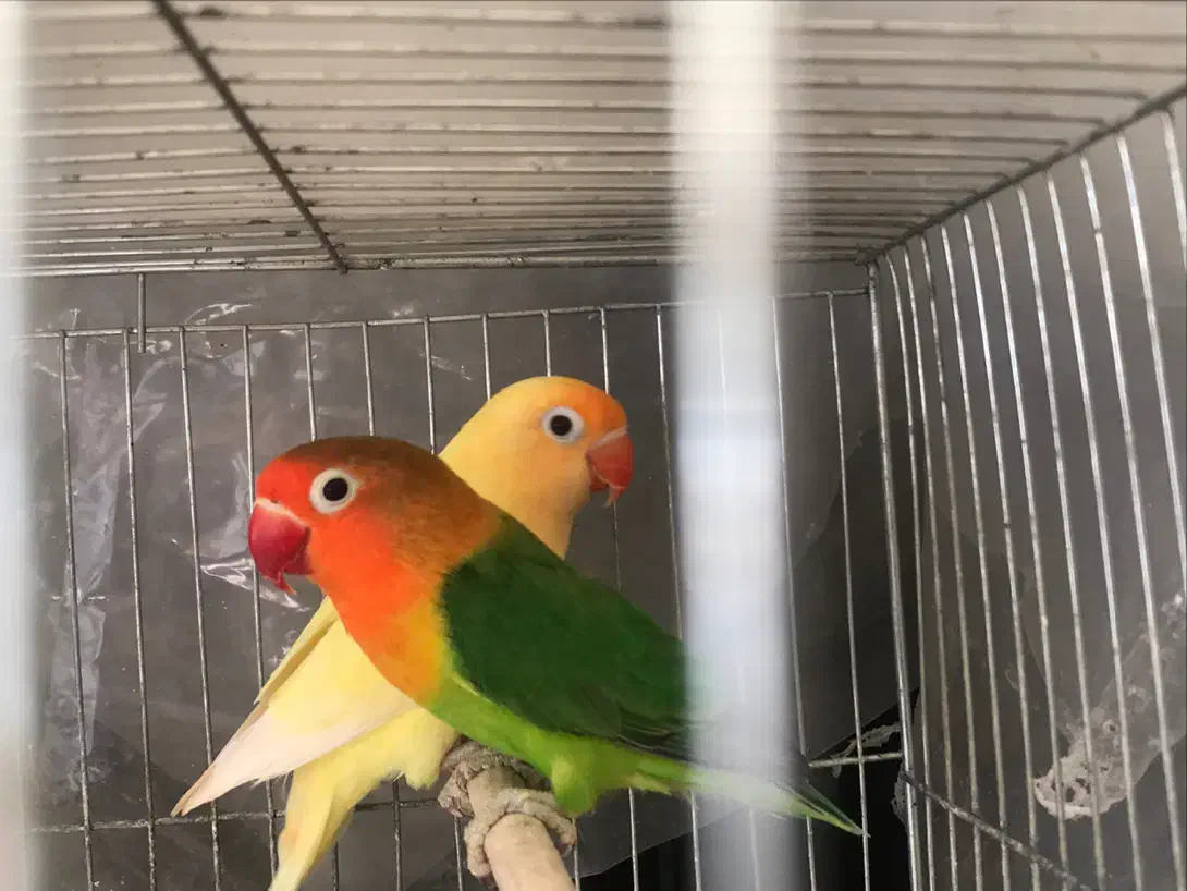 دو عدد کوتوله برزیلی|پرنده|محمودآباد, |دیوار