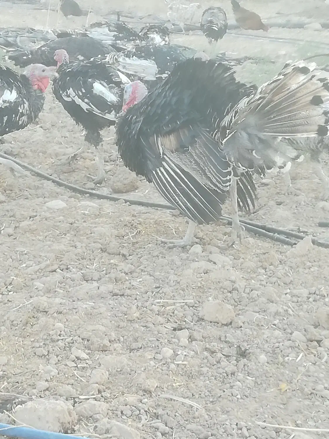 بقلمون|حیوانات مزرعه|داراب, |دیوار