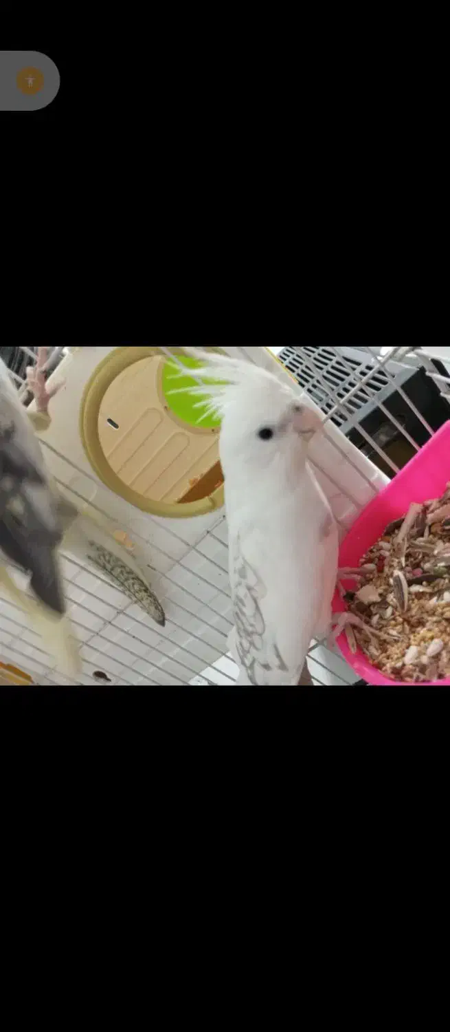 عروس هلندی|پرنده|روانسر, |دیوار