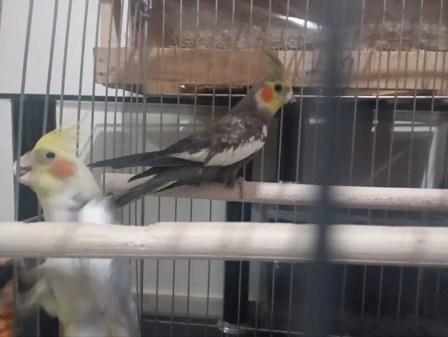 عروس هلندی نر|پرنده|پرند, فاز ۶|دیوار