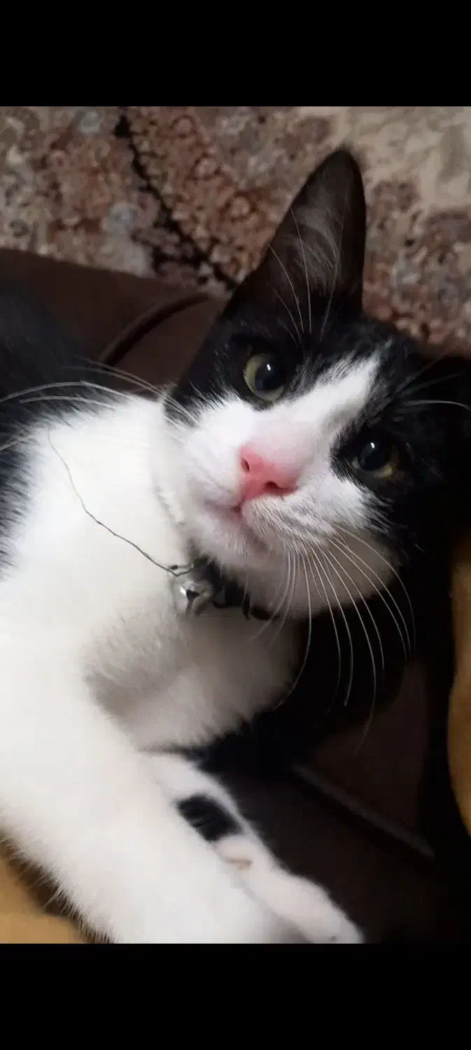 بچه گربه|گربه|کردکوی, |دیوار