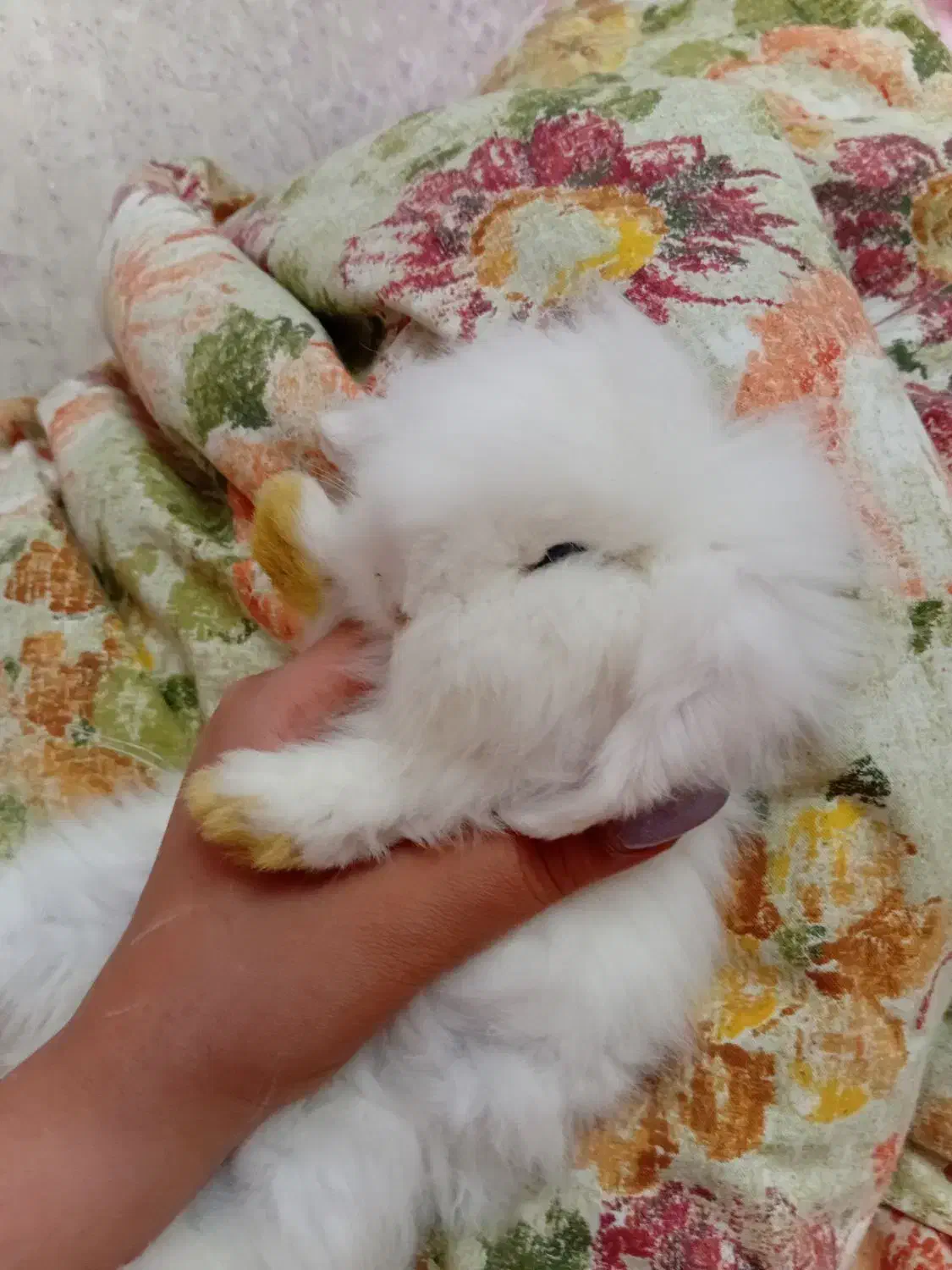 خرگوش لوپ اسکاتلندی و خوکچه هندی|موش و خرگوش|تهران, تهرانپارس شرقی|دیوار