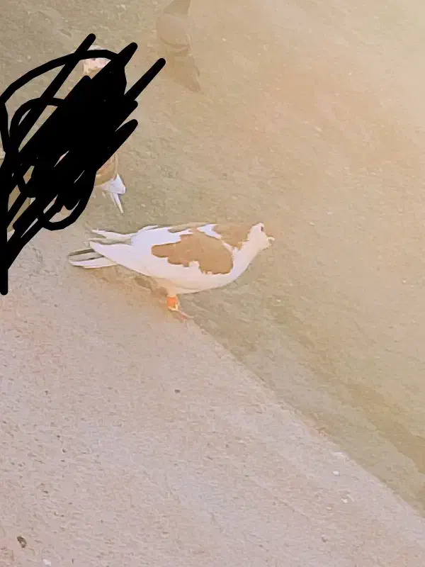 کبوتر|پرنده|تربت‌حیدریه, بازار|دیوار