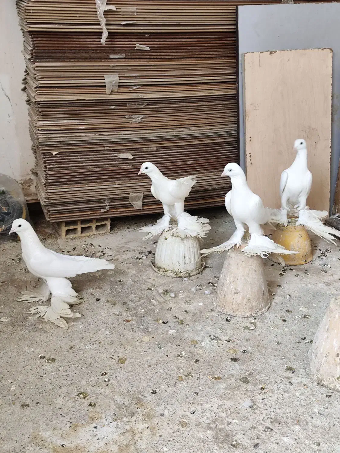 کبوتر|پرنده|تبریز, |دیوار