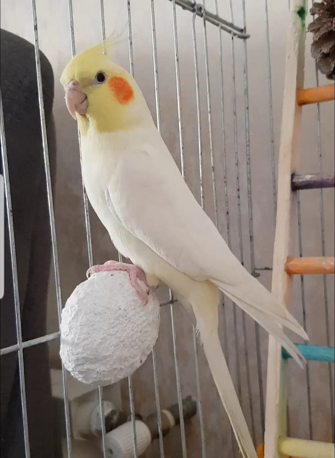 یک جفت عروس هلندی، لوتینو و سینامون|پرنده|تهران, سردارجنگل|دیوار