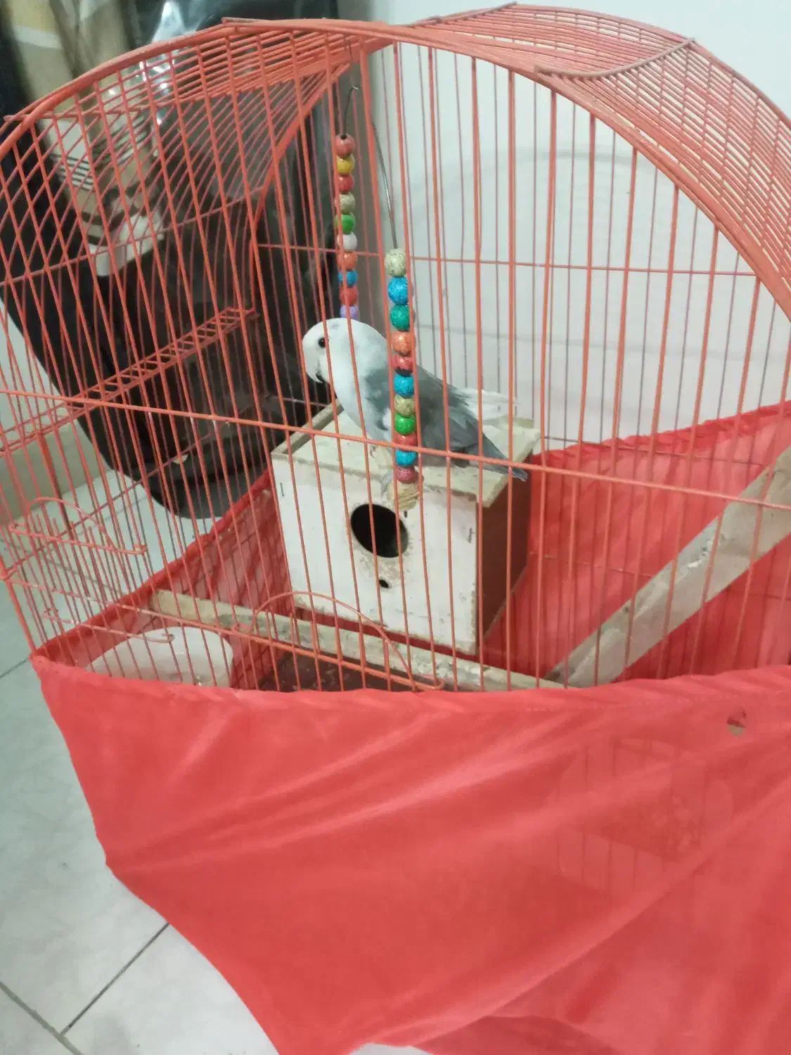 عروس هلندی و طوطی برزیلی|پرنده|تهران, خانی آباد نو شمالی|دیوار