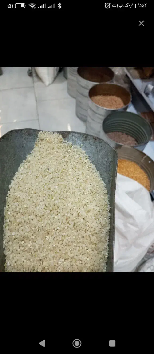 برنج کامفیروزی اصل|خوردنی و آشامیدنی|مرودشت, فرهنگ|دیوار