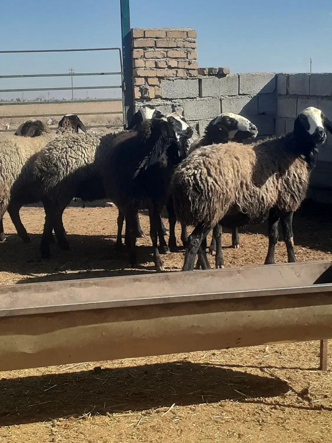 میش وشیشک|حیوانات مزرعه|اسفرورین, |دیوار