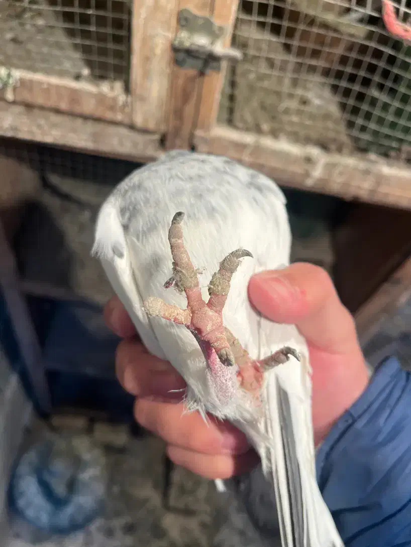 جفت کله دمسبز آس|پرنده|احمدآبادمستوفی, |دیوار