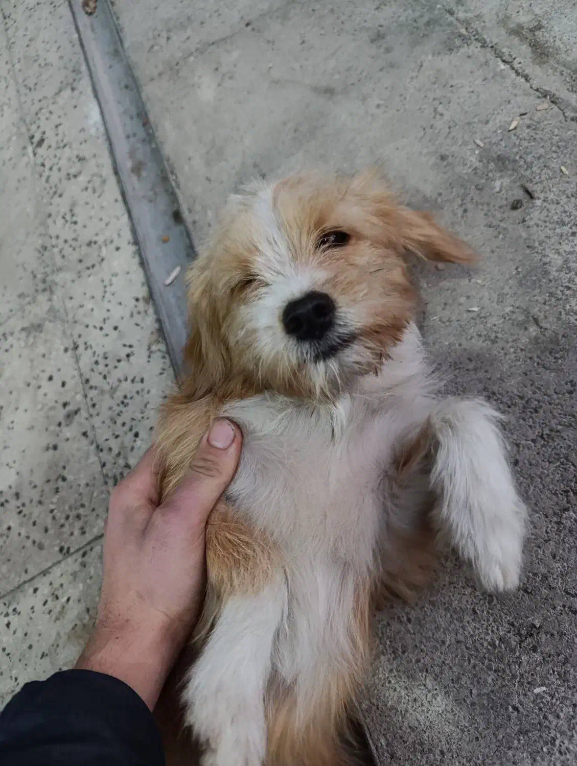 واگذاری سگ شیترو ماده|سگ|قرچک, مهدیه|دیوار