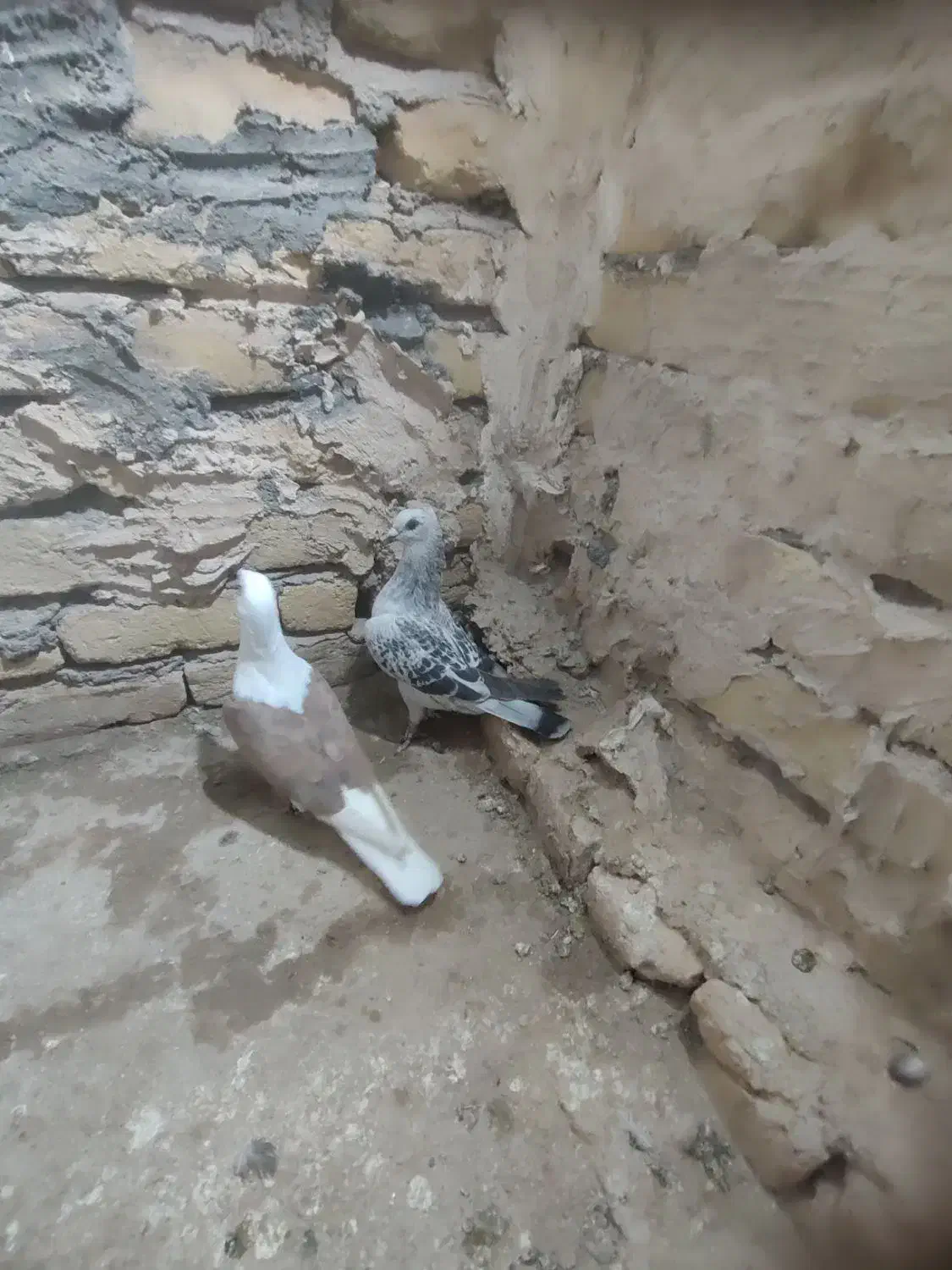 شش‌تاگفترپشتارترک‌داردرجه‌یک‌‌پرشی|پرنده|تربت‌حیدریه, چهارراه خواف|دیوار