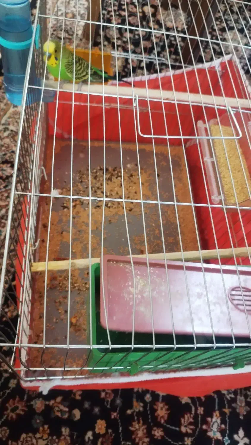 پرنده جفت با ۵ تا تخم|پرنده|یزد, |دیوار