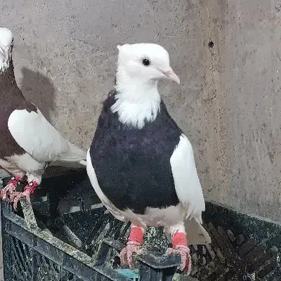 کبوتر طوقی طوق سیاه|پرنده|شیراز, باجگاه|دیوار