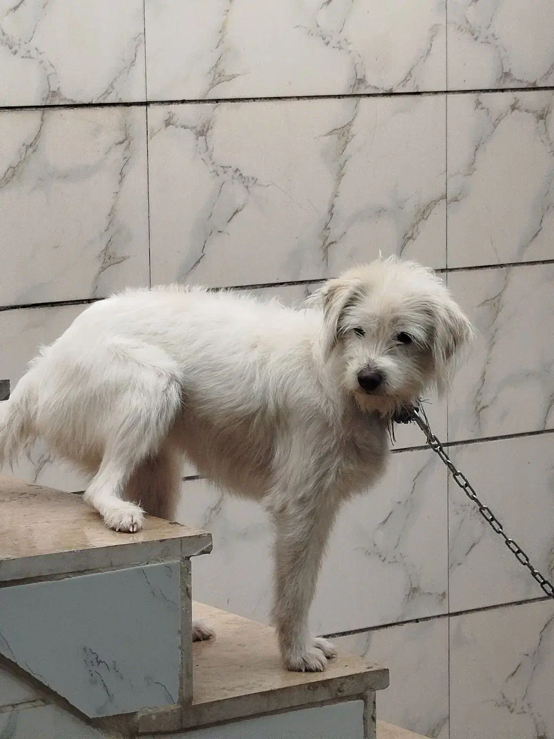 واگذاری سگ نژاد شیدزو|سگ|خرم‌آباد, |دیوار