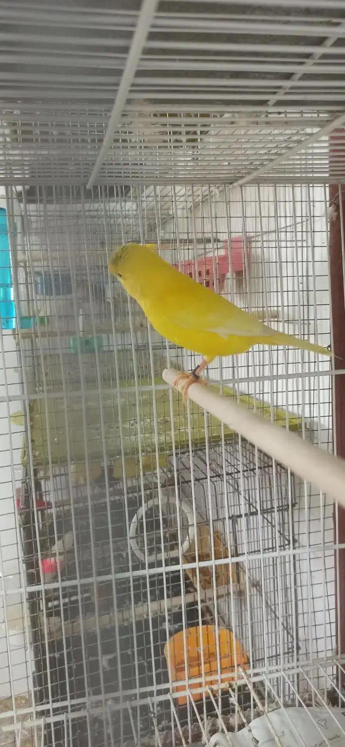 قناری یلو و سبز.|پرنده|بندرعباس, |دیوار