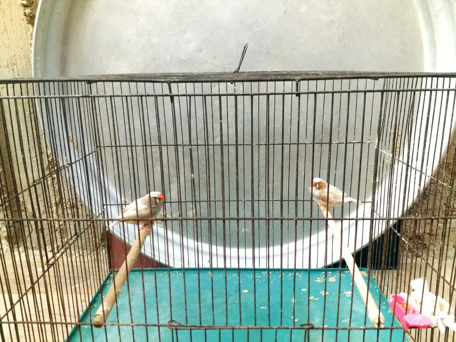 جفت ایزابل درشت مولد مولد|پرنده|چمران, |دیوار