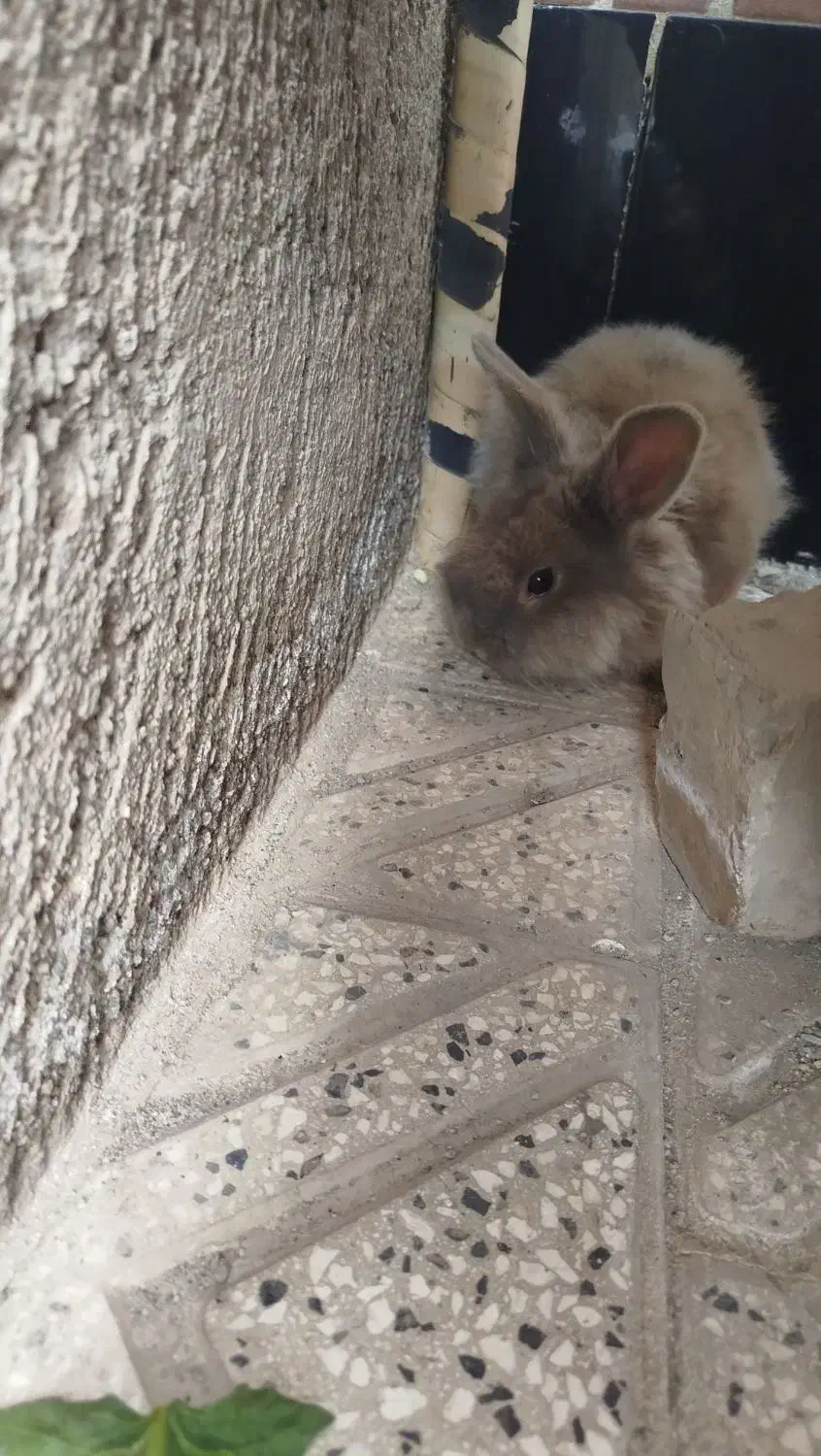 خرگوش لپی|موش و خرگوش|نیشابور, سرآب کوشک|دیوار