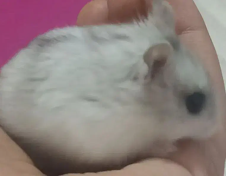 همستر کمپل نر سفید طوسی|موش و خرگوش|کرج, عظیمیه|دیوار