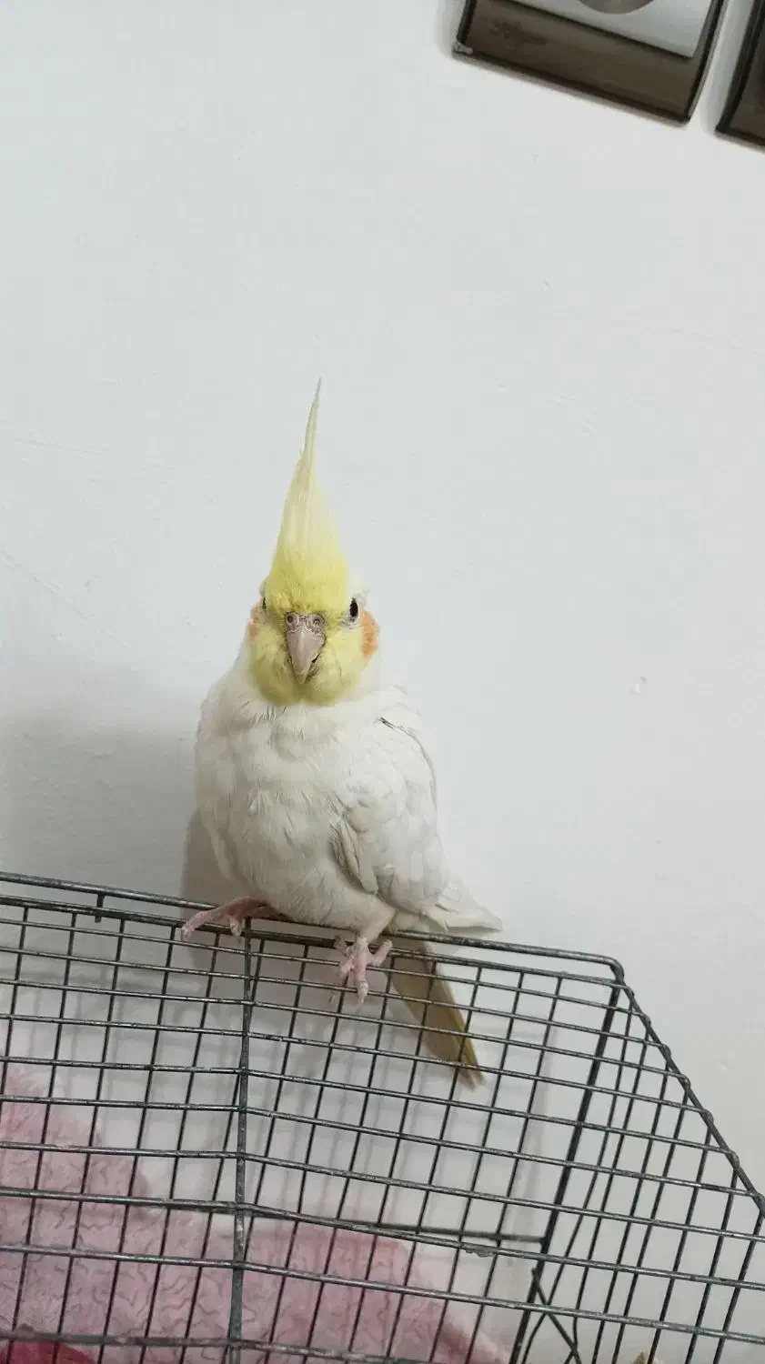 عروس هلندی ماده لوتینو|پرنده|آمل, |دیوار