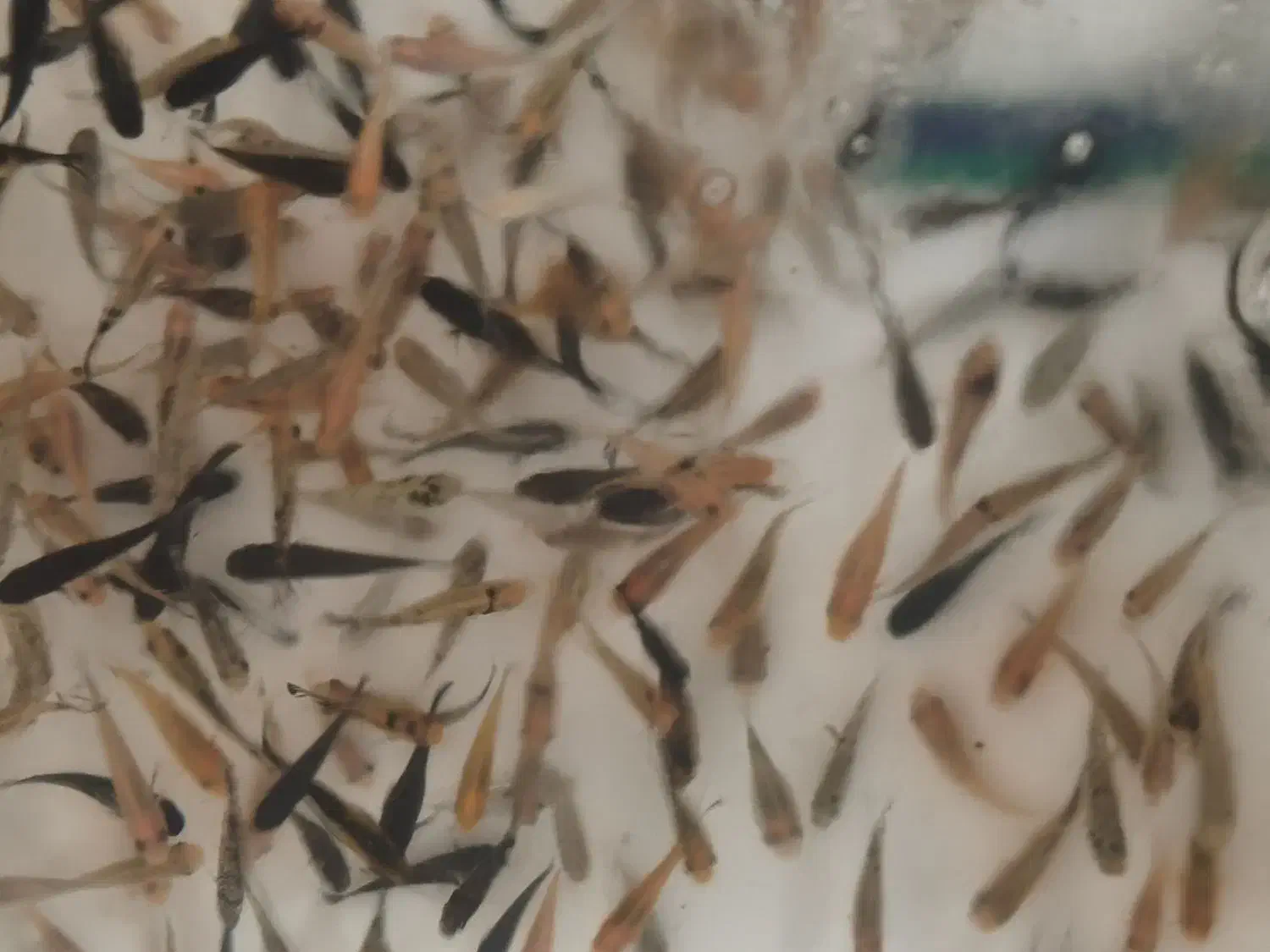 ماهی مولی درشت|ماهی|قم, شهرک سازمان آب|دیوار