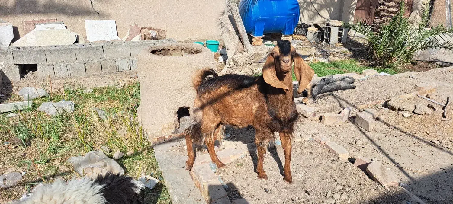 فروش بز مری نر|حیوانات مزرعه|سیب و سوران, |دیوار