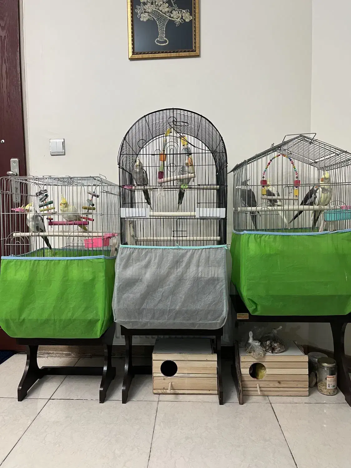 فروش عروس هلندی|پرنده|تهران, جیحون|دیوار