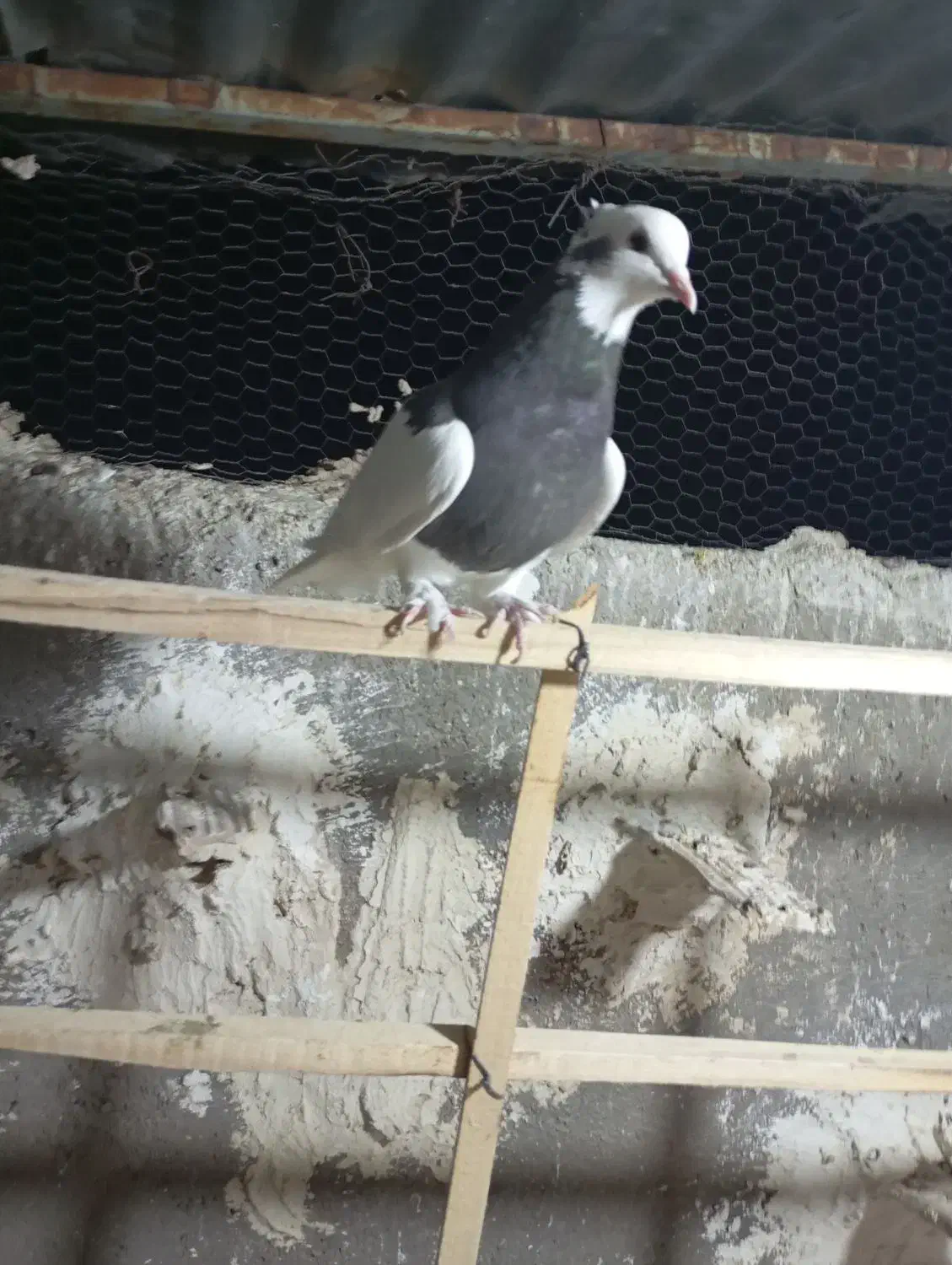 کبوتر طوقی|پرنده|قزوین, |دیوار