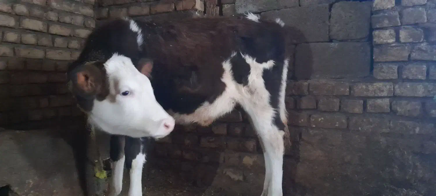 گاوباگوساله|حیوانات مزرعه|ازنا, |دیوار