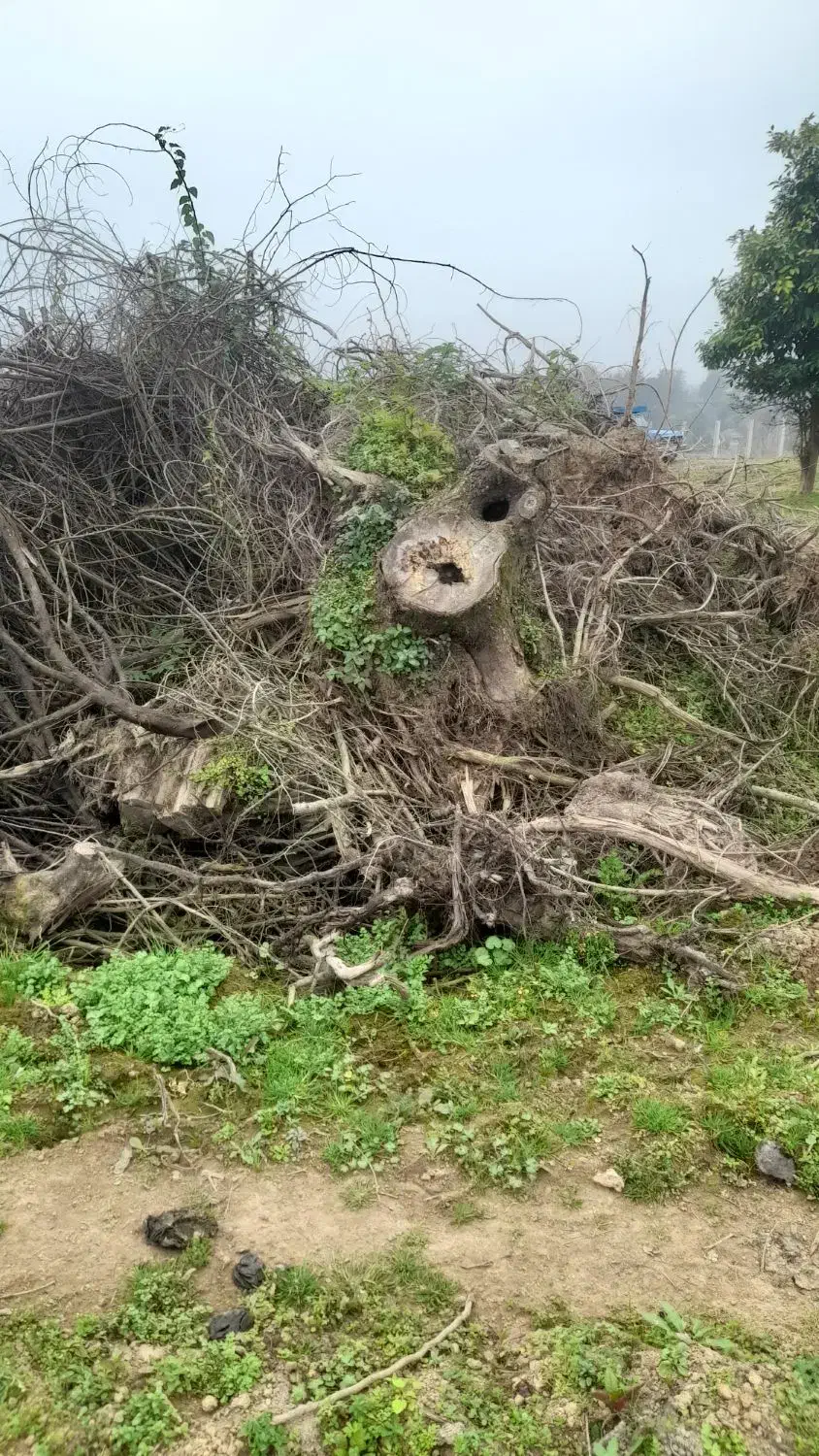 درخت ته درخت از خاک در اومده مجانی|خدمات باغبانی و درختکاری|احمدسرگوراب, |دیوار