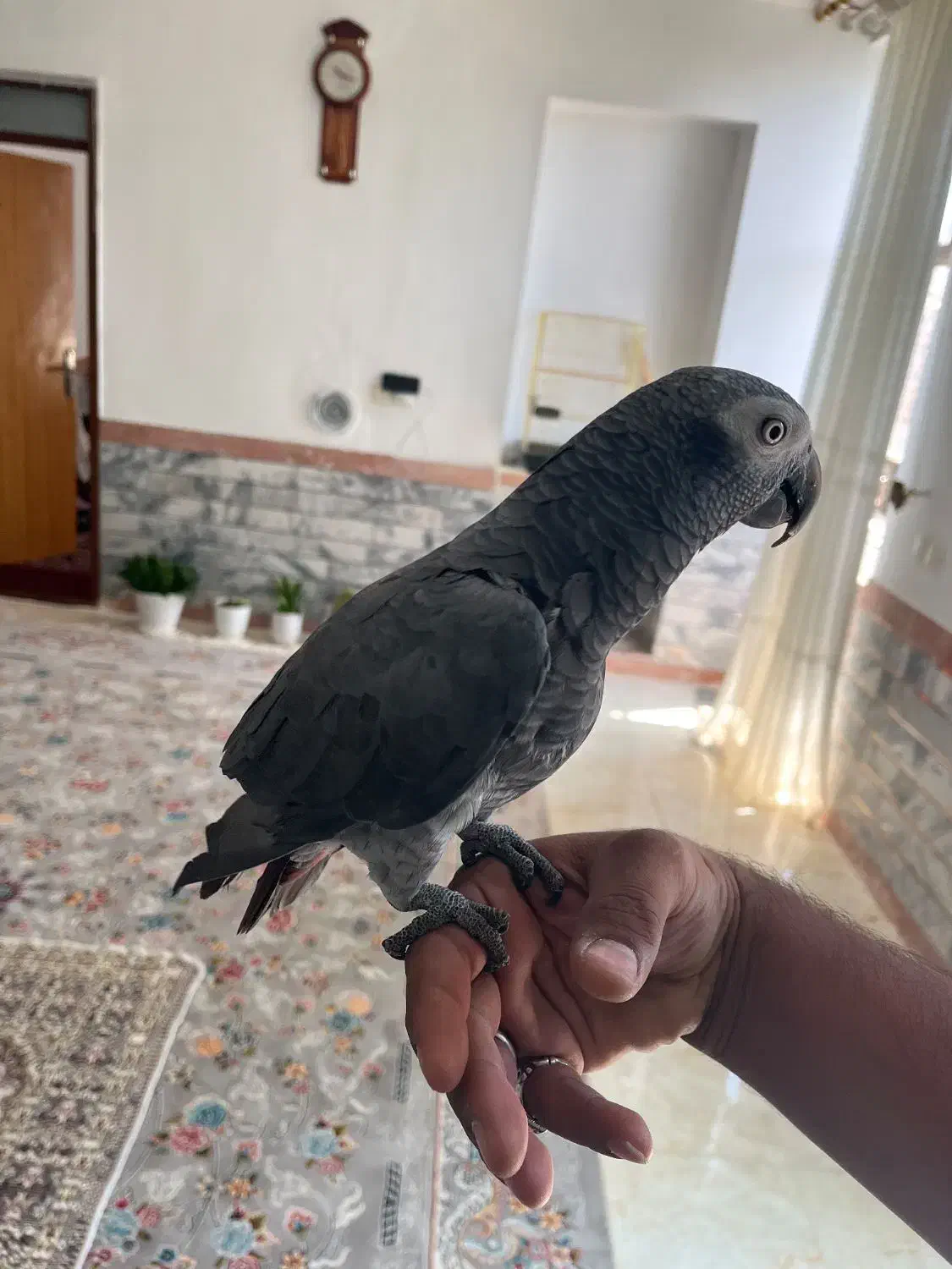 کاسکو دم قهوه ای|پرنده|فردوس (خراسان), |دیوار