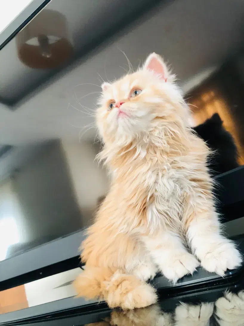 بریتیش مو بلند گارفیلدی کاراملی پسر بغلی ۱۲۵۰۰ ت|گربه|تهران, ستارخان|دیوار