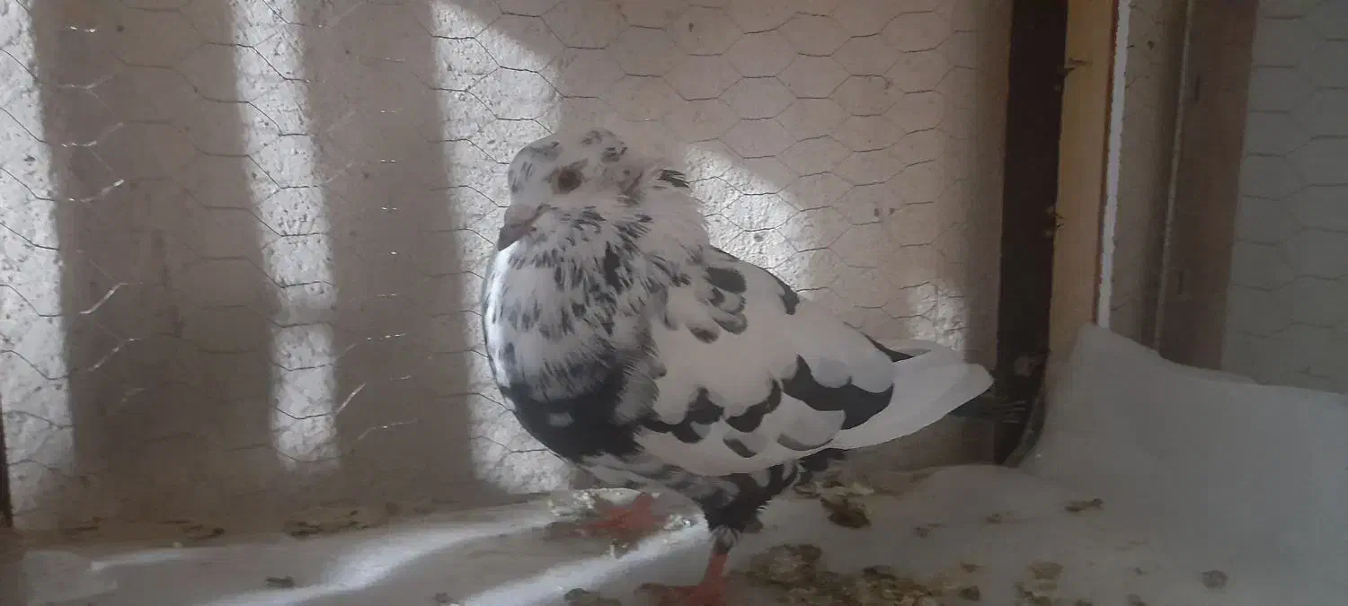 کفتر گرفتنی|پرنده|بندرعباس, |دیوار