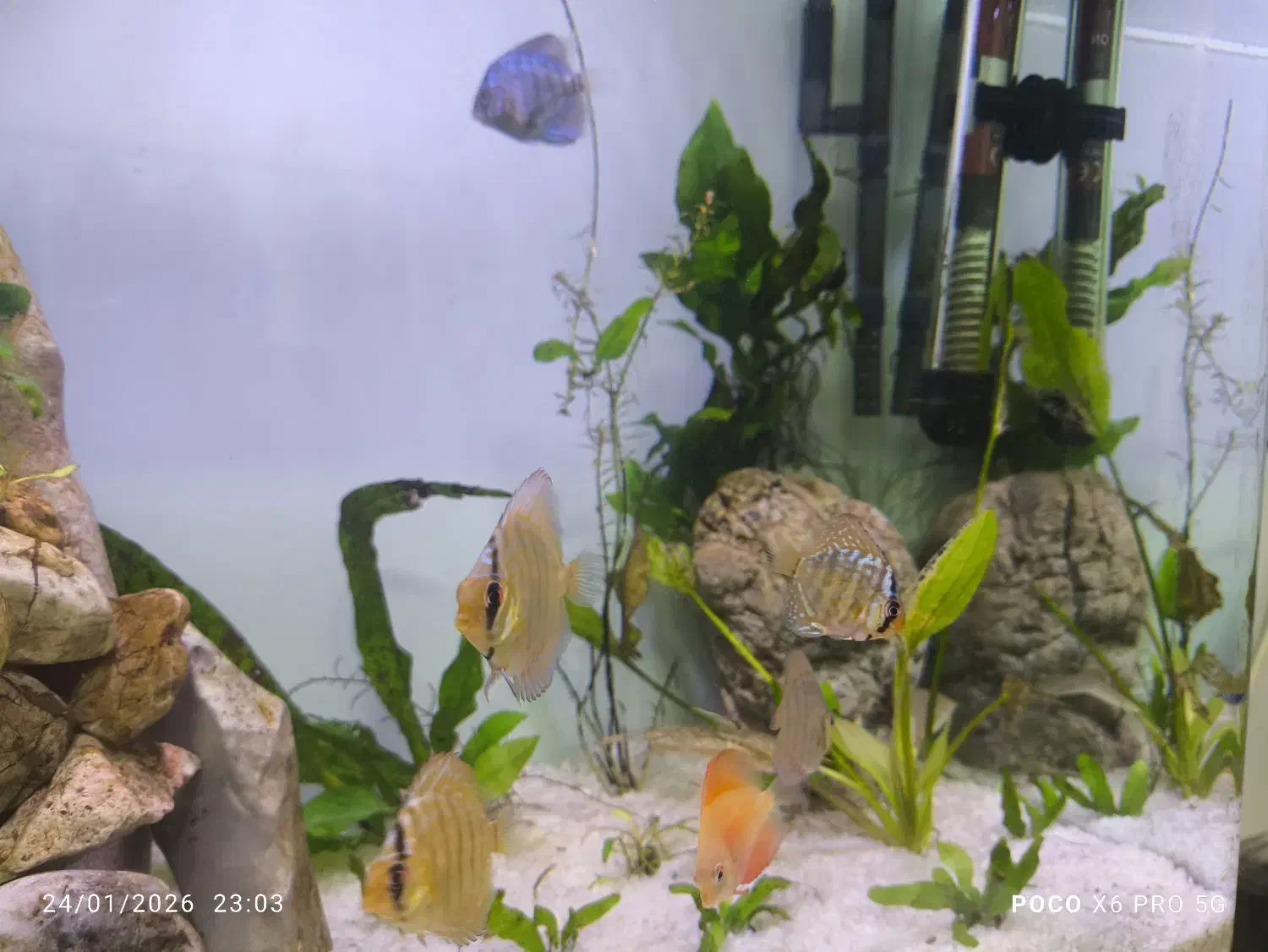 ۴تاماهی دیسکس|ماهی|رشت, گلسار|دیوار