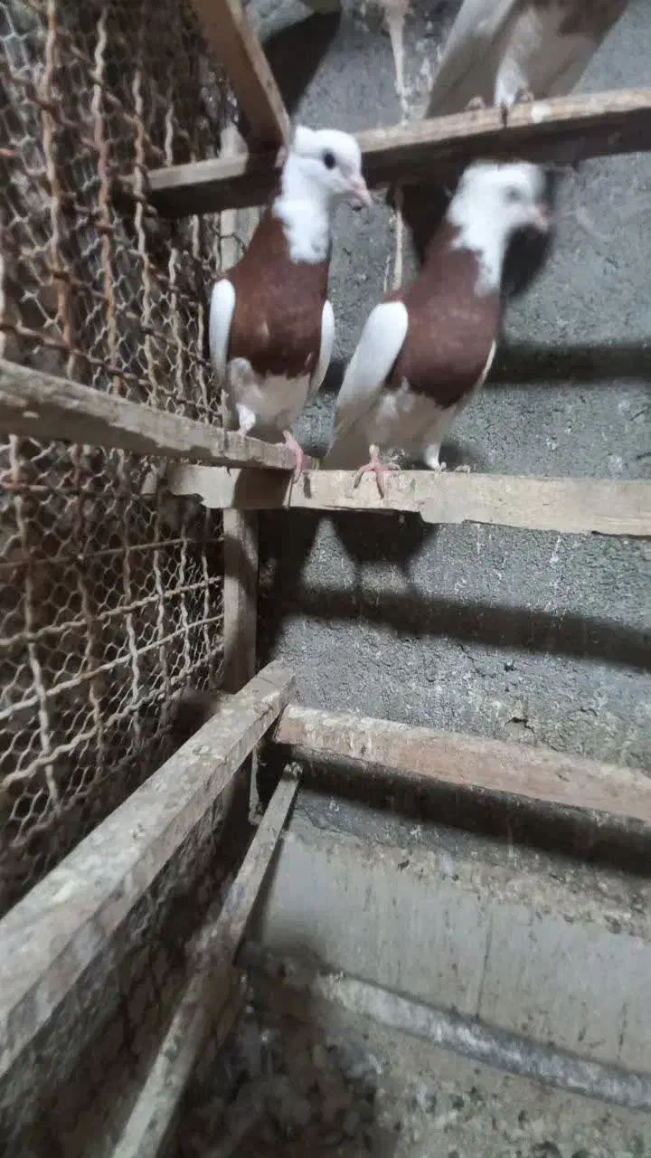 کفتر|پرنده|مشهد, همت آباد|دیوار