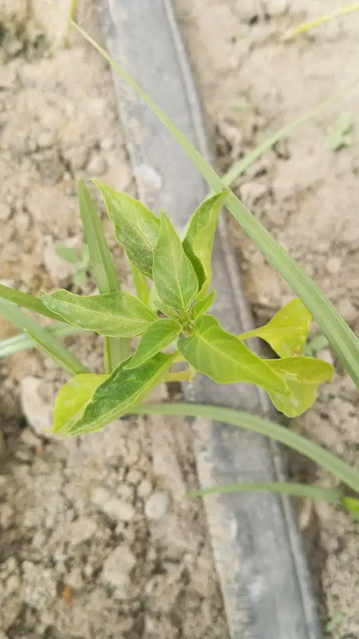 کارگرساده میدان بارسبزوار|استخدام خدمات فروشگاه و رستوران|سبزوار, زینبیه|دیوار