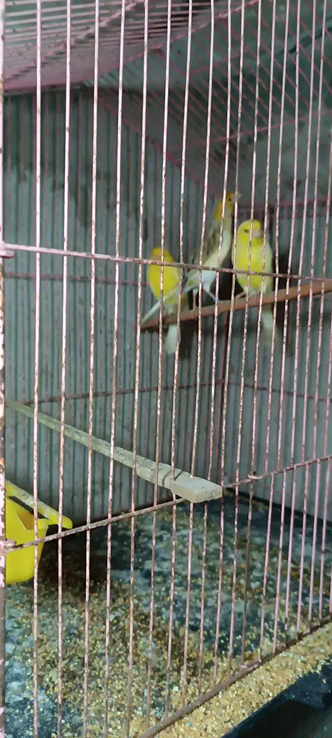 قناری ماده|پرنده|تنکابن, |دیوار