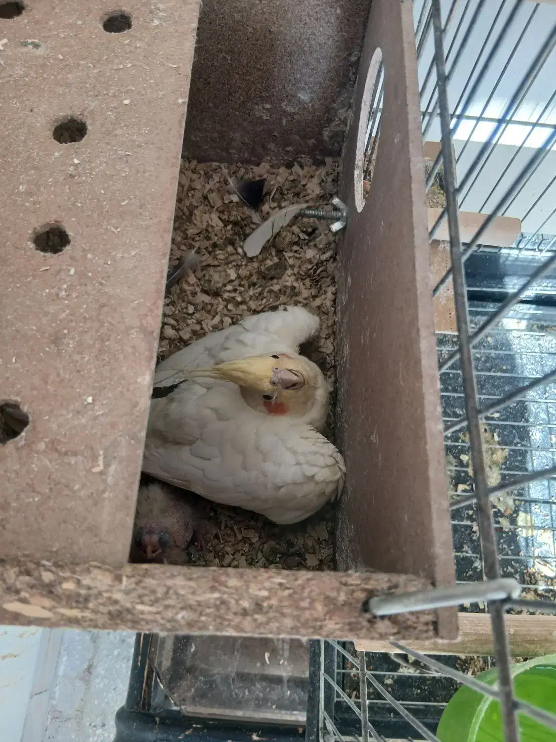 فروش یک جفت عروس با جوجه|پرنده|یزد, |دیوار