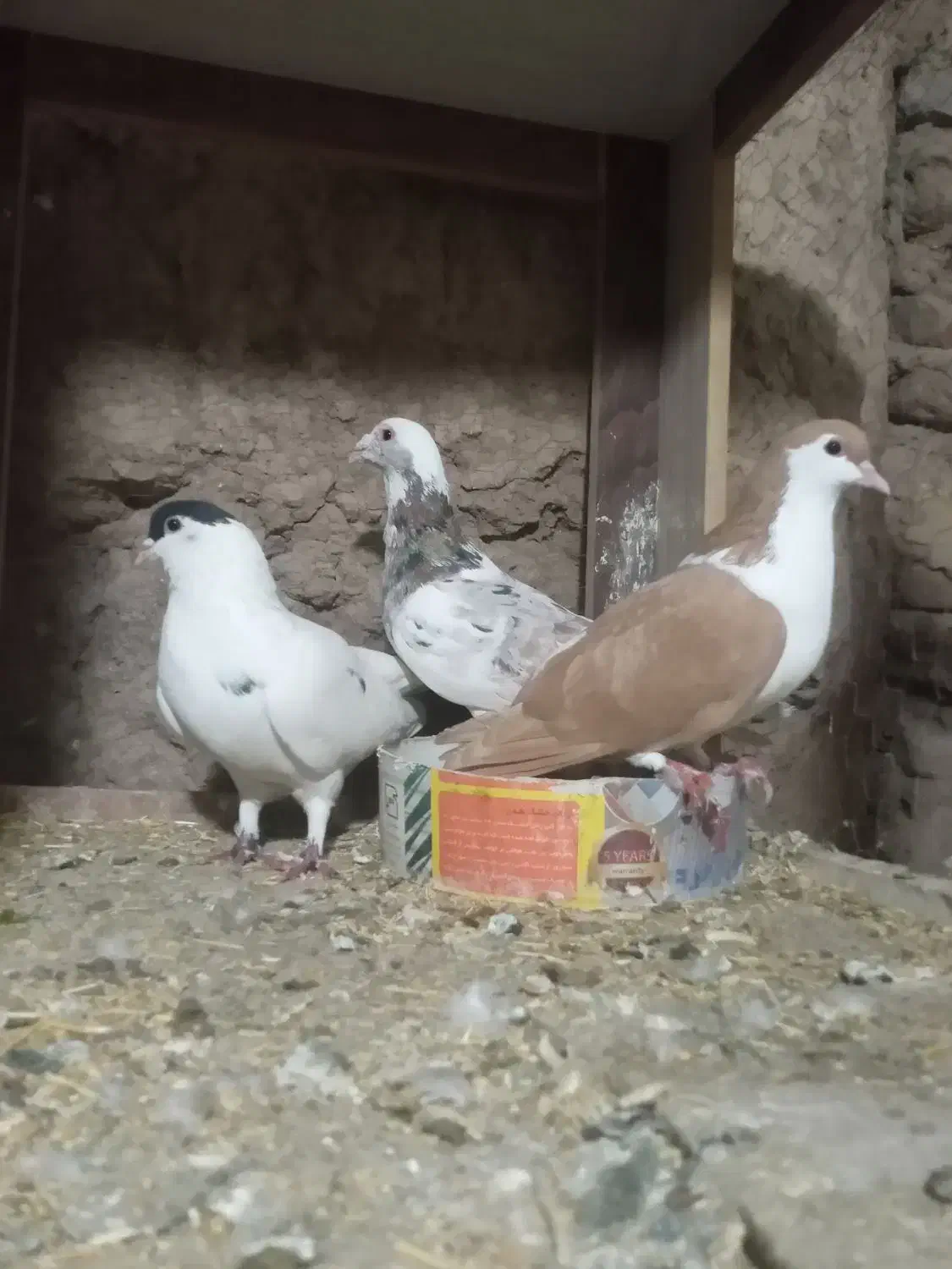 کبوتر|پرنده|کاشان, دروازه فین|دیوار