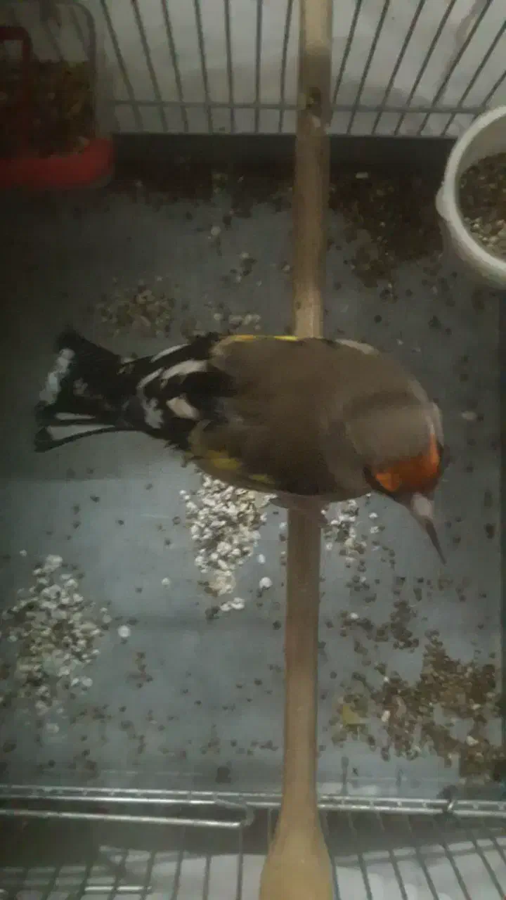 سهره دورگ معاوضه با قناری رسمی بلند سوپری نر|پرنده|تهران, سلیمانی|دیوار