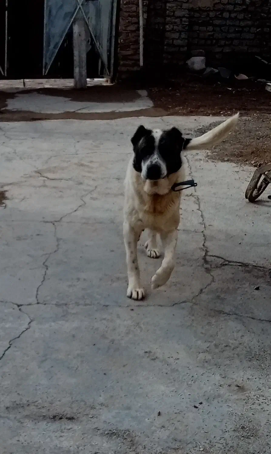 سگ سرابی آدمی|سگ|قوچان, |دیوار