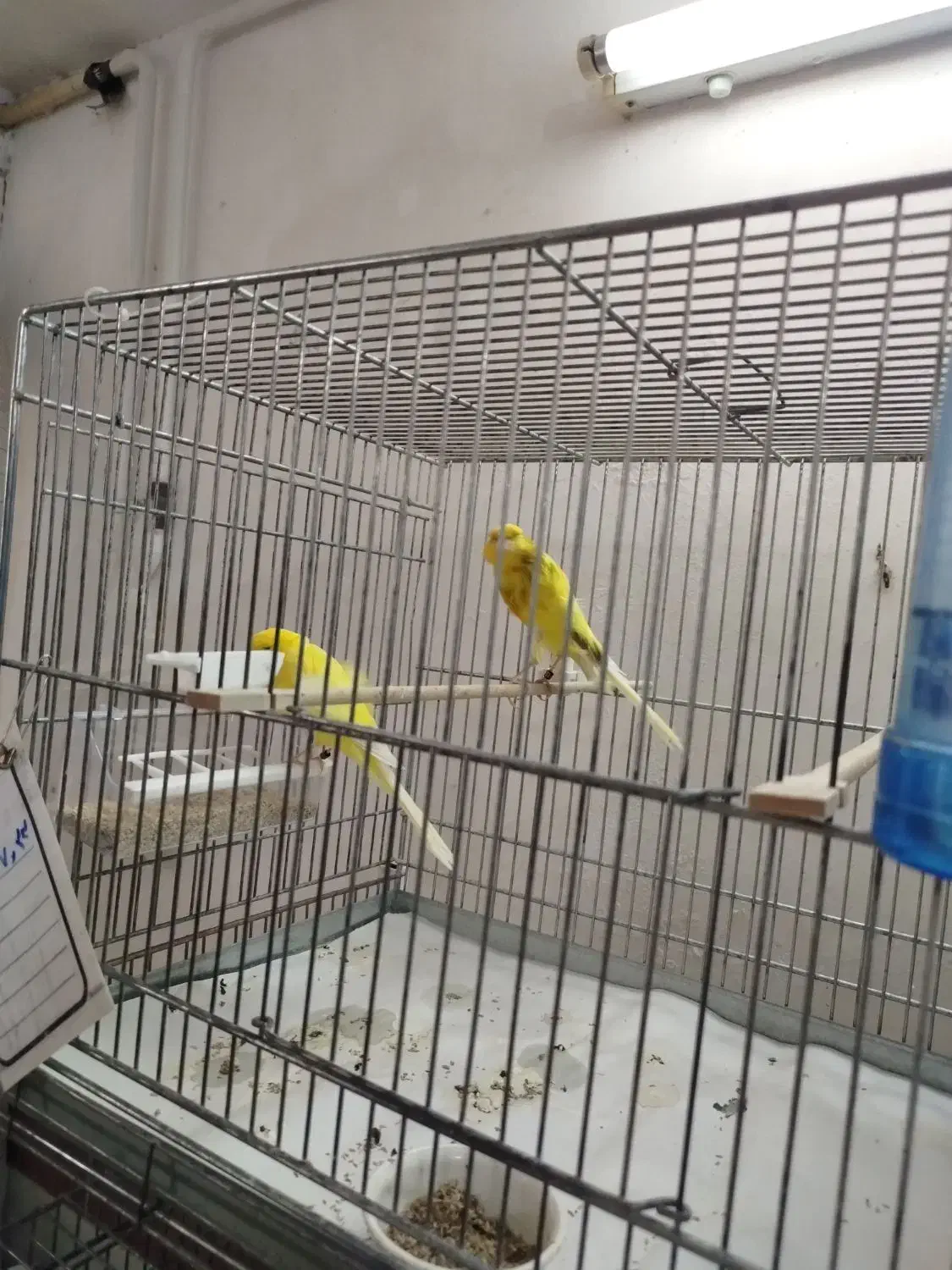 قناری مولد|پرنده|حمیدیا, |دیوار